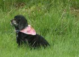 Our Cocker Spaniel stood guard at Junior's grave.